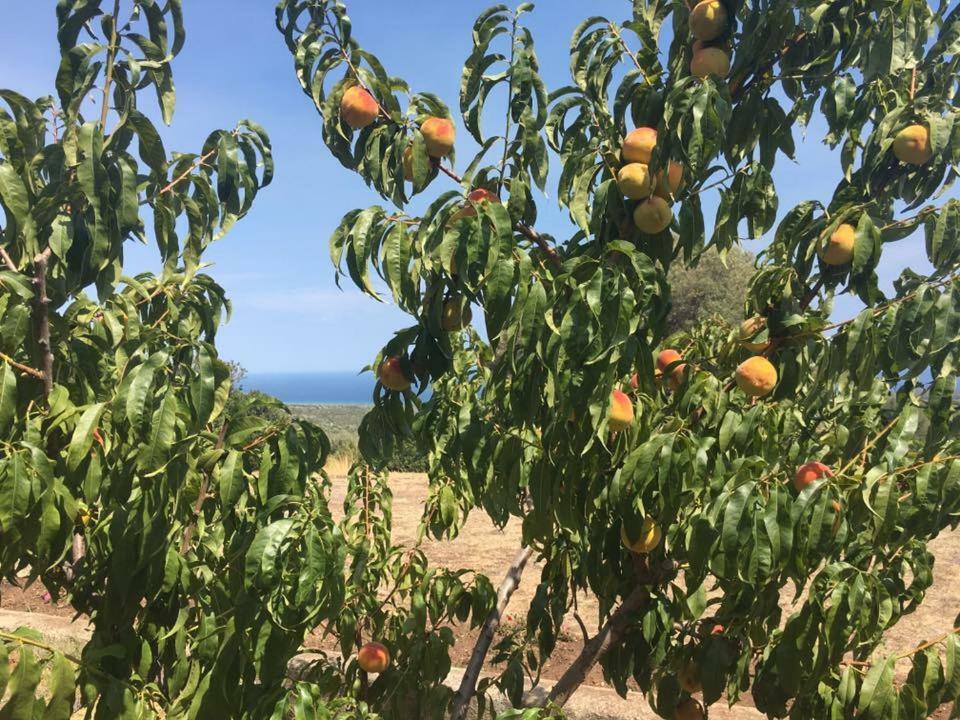 Galtellì Agriturismo Su Nuragheddu 빌라 외부 사진